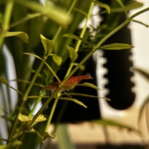 IMG_8082.jpeg