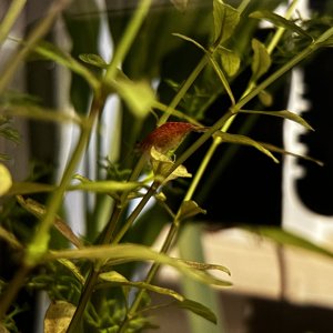 IMG_8085.jpeg