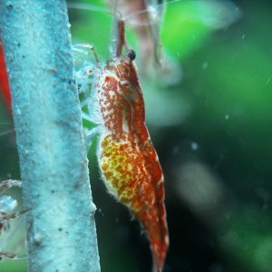 IMG_8115.jpeg