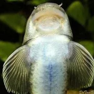 Panda-Garra-mouth.jpg