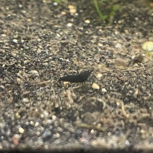 IMG_1998.jpeg