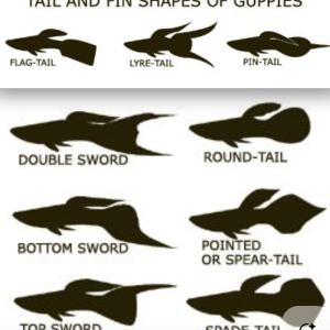 guppy tails.png
