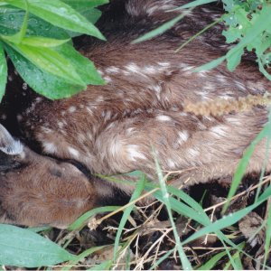 baby deer-small.jpg