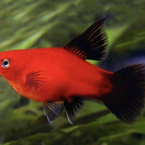 platy.png