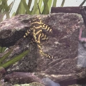 IMG_3839.jpeg