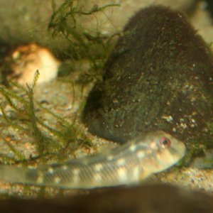 red-eye2.JPG