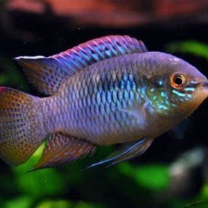 curviceps2_480x480.jpg