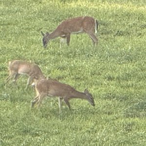 IMG_2403.jpeg
