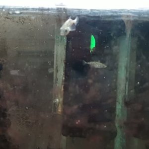 White-Pink Stickleback Sml.mp4