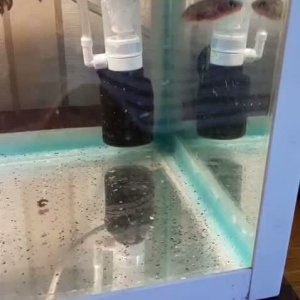 angry stickleback.mp4