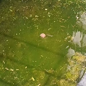 VID_20250830_150721336.mp4