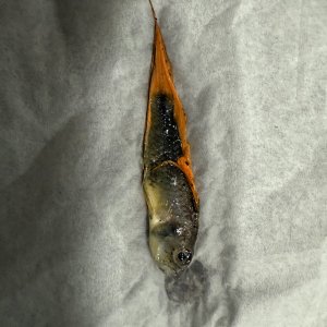 IMG_2735.jpeg