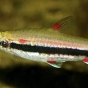 n. trifasciatus.png