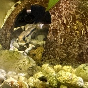 IMG_2781.jpeg