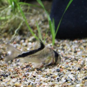 hoplisoma melini.JPG