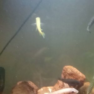 VID_20251108_133215425.mp4