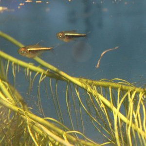 black neon babies.JPG