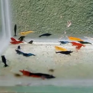 VID-20251229-WA0030.mp4