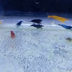 VID-20251229-WA0029.mp4