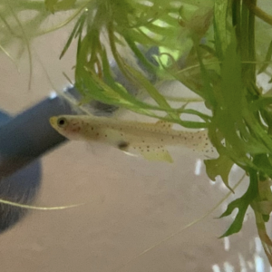 026-01-03 23.16.07.png