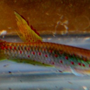 polli 006 (640x292).jpg