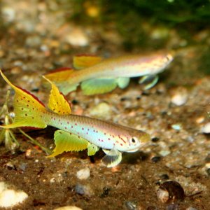 Aphyosemion polli.jpg