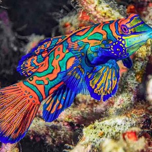 mandarin-fish.jpg
