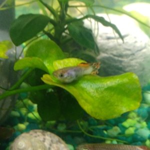 guppy3.jpg