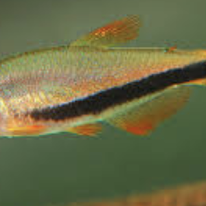 Inpaichthys luizae.png
