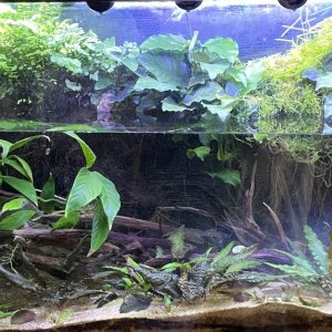 Yunnan foothills.jpg