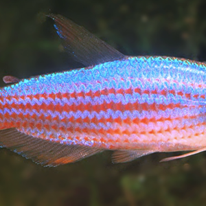 Inpaichthys parauapiranga.png