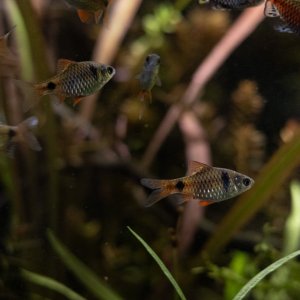 picture of the day-47.jpg