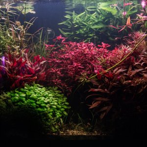 Lavadragon 300822 (1 of 1).jpg