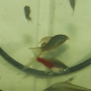 IMG_8106 - Copy - Copy.JPG