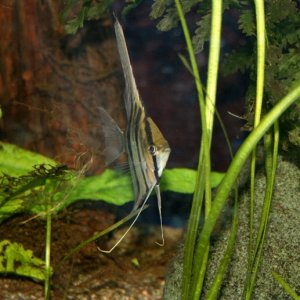 angelperu1 (640x517).jpg