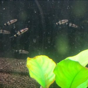 Denisonii grp #1 (1-31-26).jpg