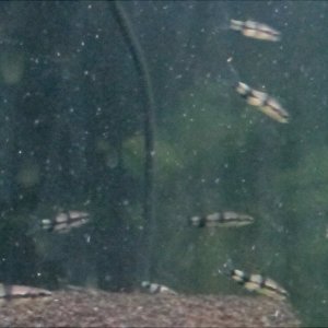 Denisonii grp #2 (1-31-26).jpg