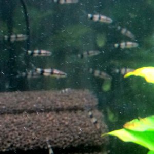 Denisonii grp #3 all 12 (1-31-26).jpg