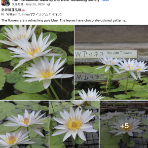 wti water lily.png
