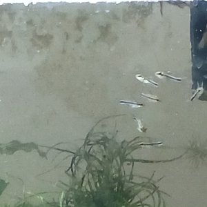 Pygmy Corys