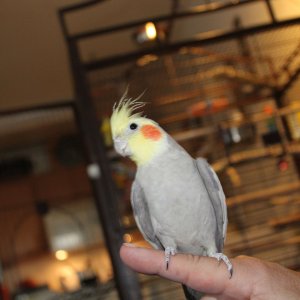 Terabit on a finger.jpg