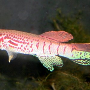 sjo 008 (640x354).jpg