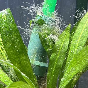 Growth on plants.JPG