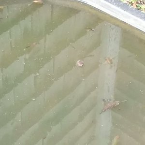 VID_20260212_165217293.mp4