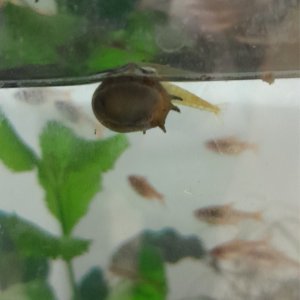 Yellow Shrimp on Nerite Snail