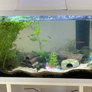 Fish Tank 24-2-2026