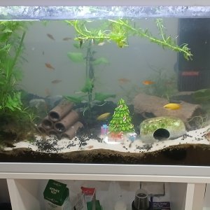 Fish Tank 27/2/26