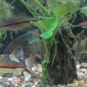 3 Clowns_4 Barbs.jpg