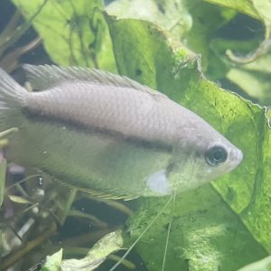 ezgif-17e2cf14f057a710.mp4