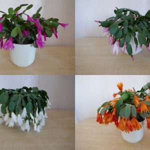 Easter cacti.jpg